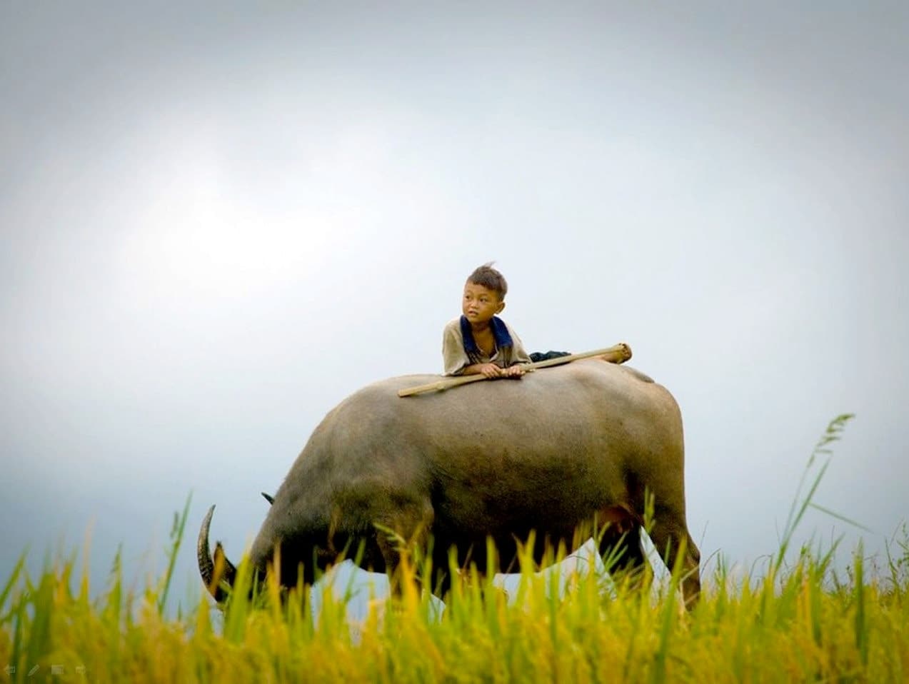 The Vietnam national animal is the water buffalo – a powerful symbol of strength, diligence, and prosperity deeply rooted in the country’s cultural and agricultural identity